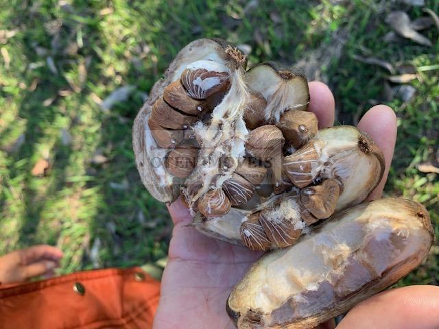 Sítio, 1 hectares - Foto 36