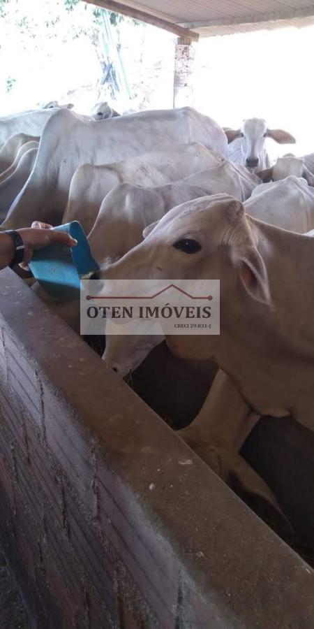 Terreno, 2 hectares - Foto 6