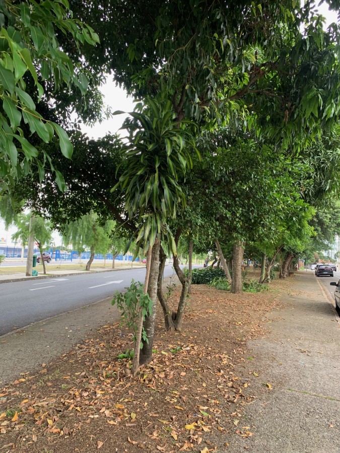 Terreno, 300 m² - Foto 3