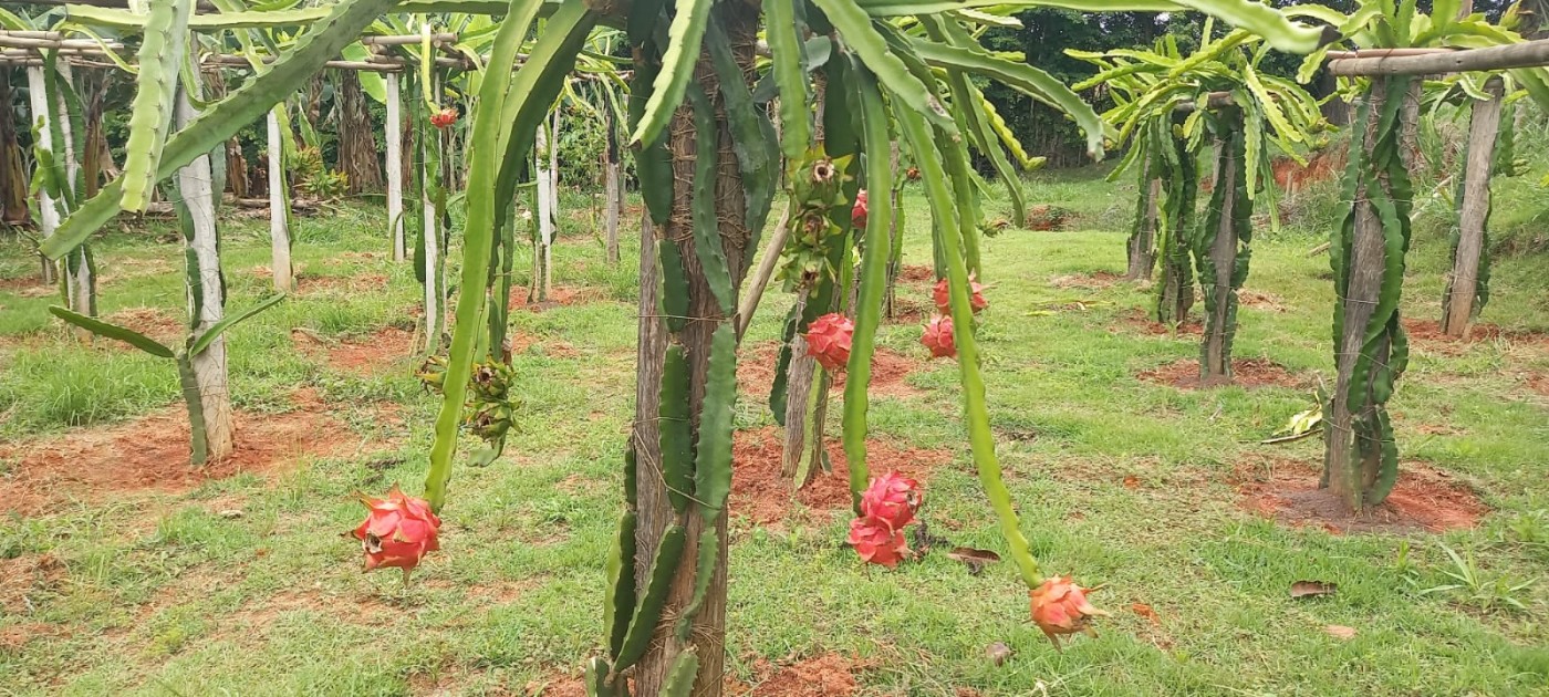 Chácara, 4 quartos - Foto 17