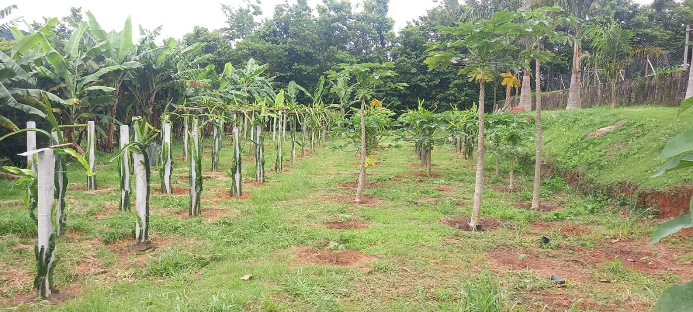 Chácara, 4 quartos - Foto 16