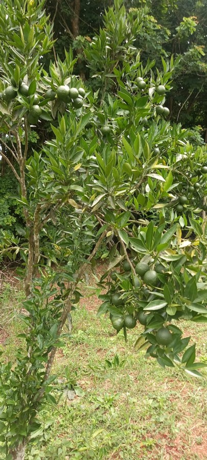 Chácara, 4 quartos - Foto 19