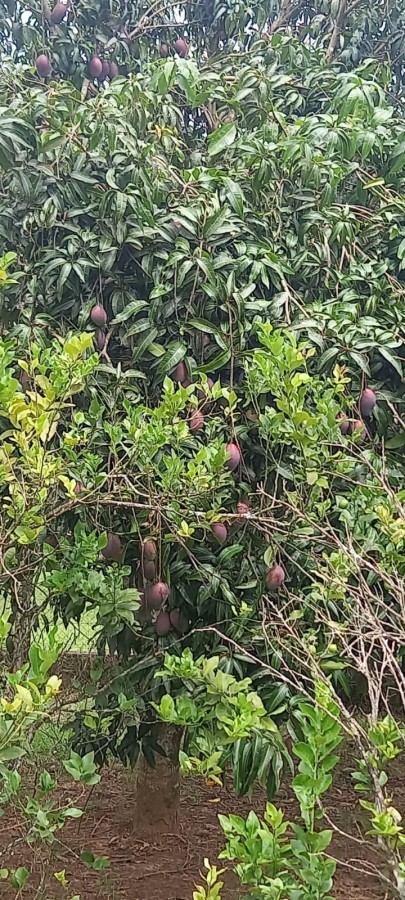 Chácara, 4 quartos - Foto 18